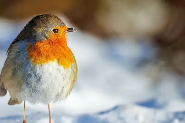 How Birds Survive Winter | Winter Survival Strategies