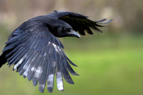 Why Do Crows Attack Hawks? All You Need to Know