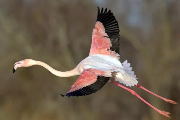 Definitive Guide on the Flight of Flamingos