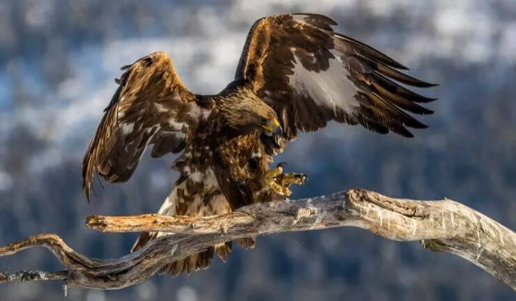 Eagles in Iowa