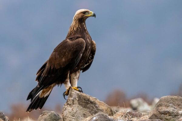 Eagle vs Falcon vs Hawk: A Detailed Comparison Guide
