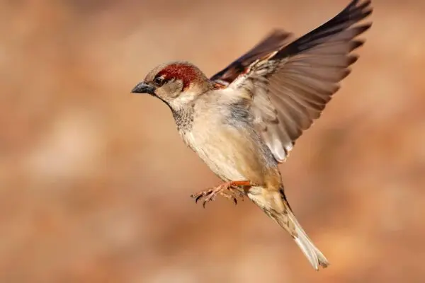 The Most Common Birds In The World