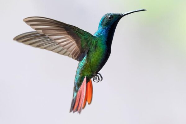 How Fast Do Hummingbirds Fly? You Would Be Surprised
