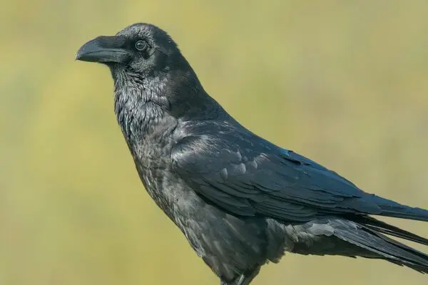 How To Get A Permit To Own A Crow?