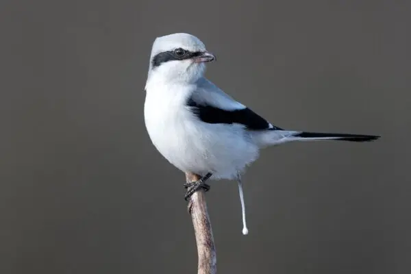 Is Bird Poop Good Luck? Symbolism and Meaning Explained