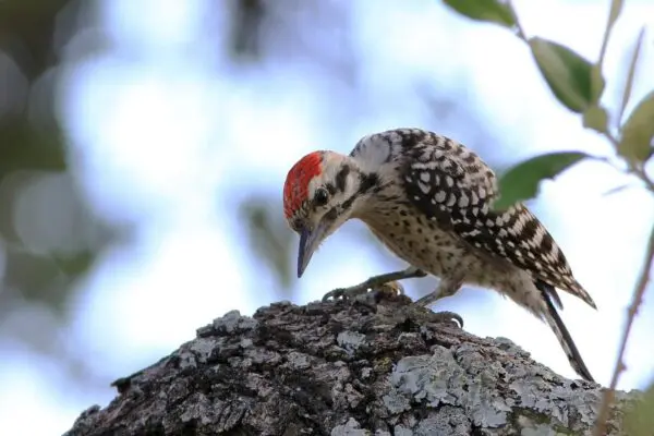 What time of year do you see woodpeckers?