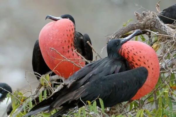 13 Beautiful Birds in Mexico [Images + IDs]