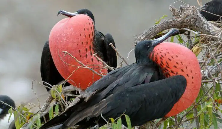 Beautiful Birds in Mexico