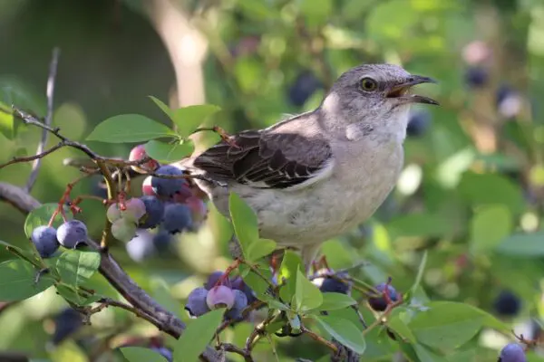 Are Blueberries a Safe Choice for Birds?