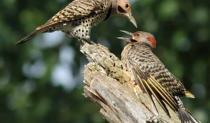 Woodpeckers of Louisiana