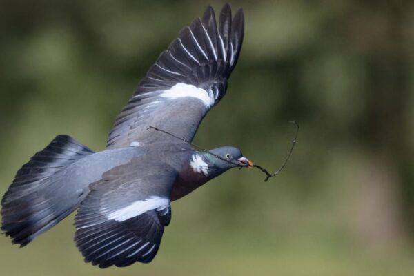 Pigeon Nesting Habits and Behavior