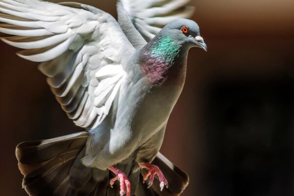 Pigeon Symbolism, Myths & Spiritual Meaning Explained
