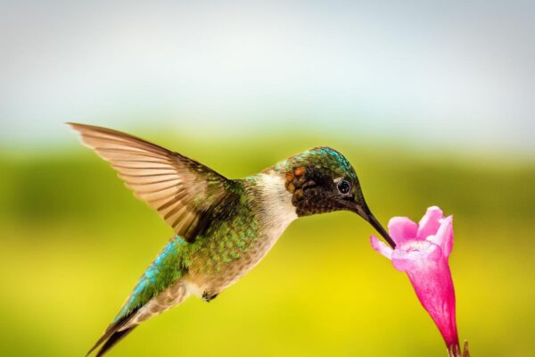 What Do Hummingbirds Eat? A Comprehensive Guide