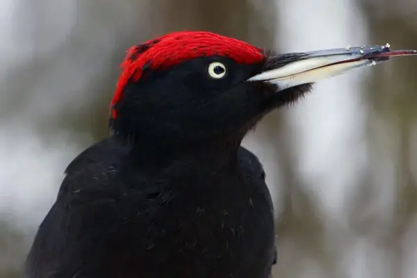 Woodpecker Tongues: All You Need To Know