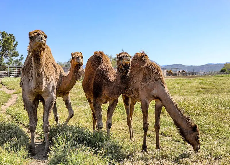 What is a Group of Camels Called? Collective Nouns