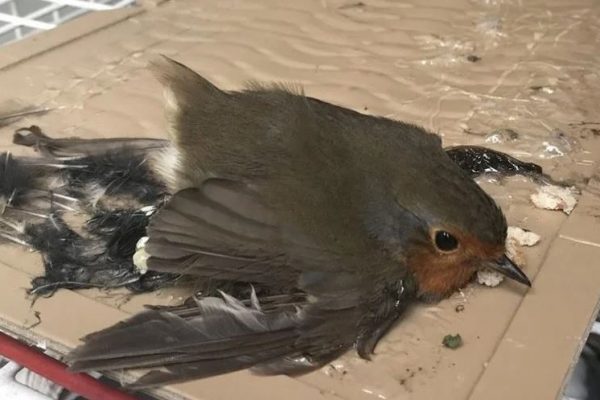 How To Rescue A Bird Stuck In A Glue Trap
