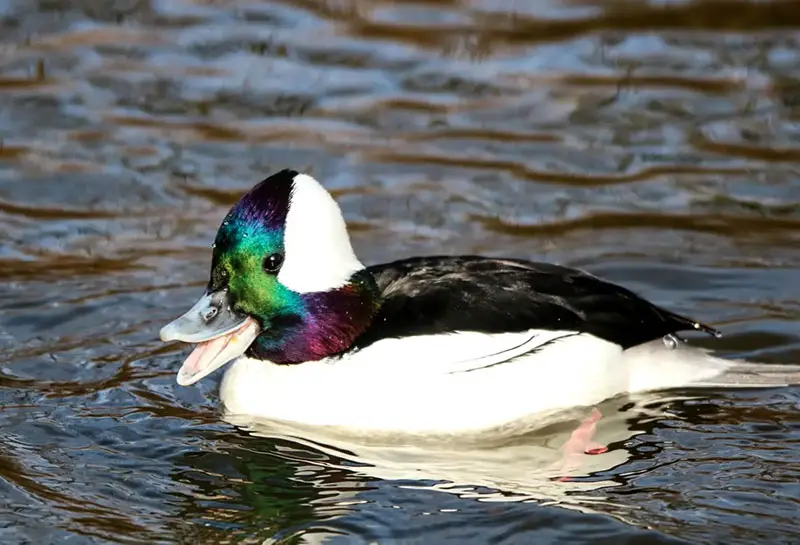 Black and White Duck Breeds: A Comprehensive Guide