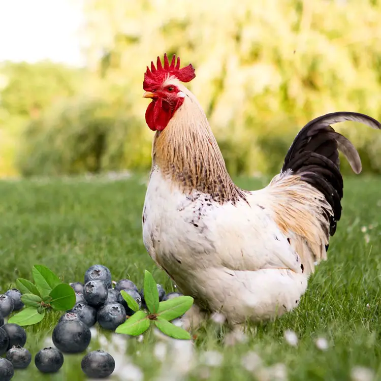 Can Chickens Eat Blueberries?