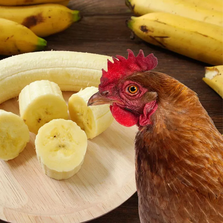 Can Chickens Eat Bananas?