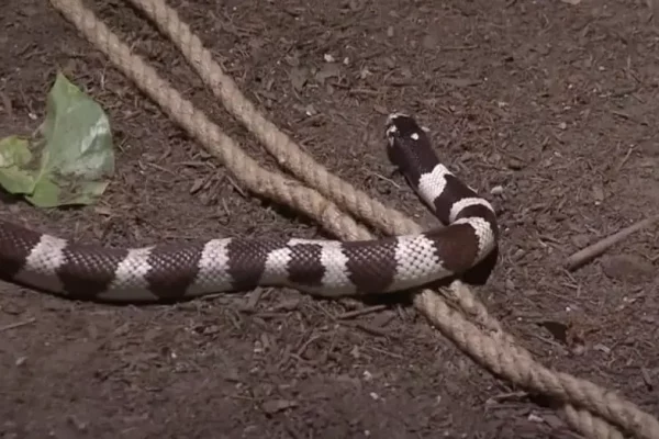 Can Snakes Cross A Rope? Debunking The Myth