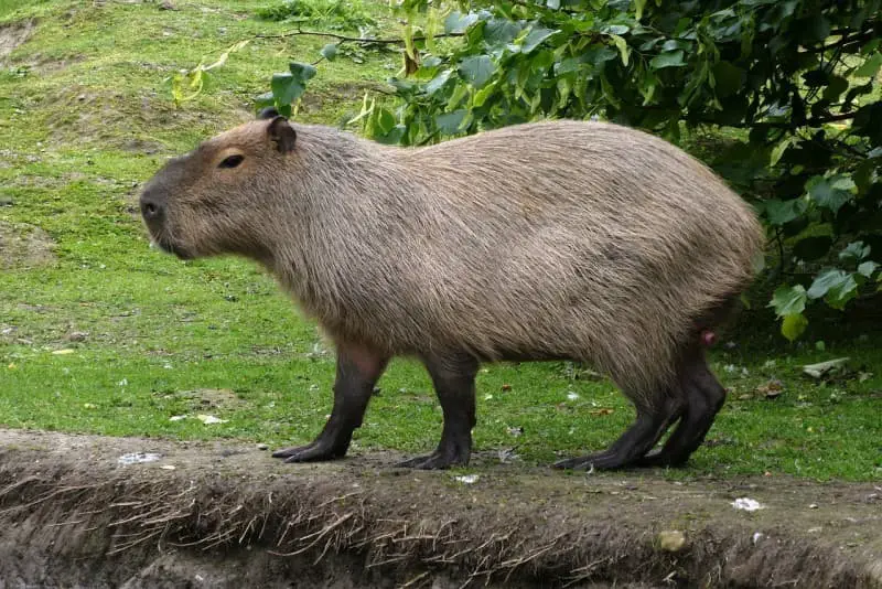 Animals That Look Like Beavers (With Pictures)