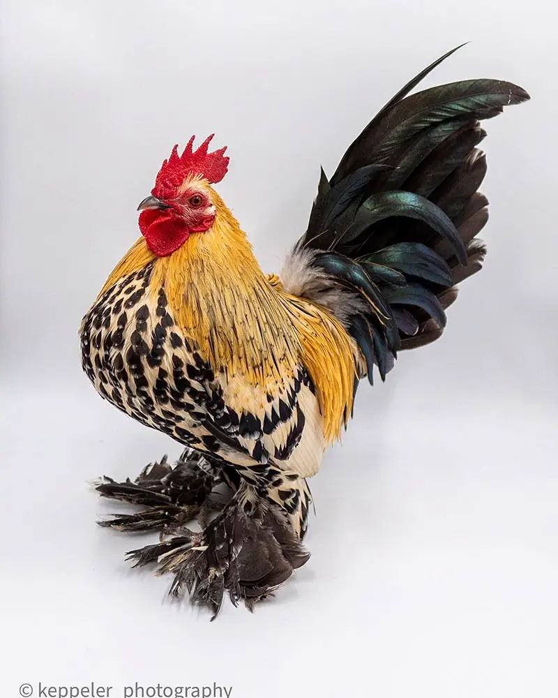 Chicken Breeds with Feathered Feet: A Comprehensive Guide