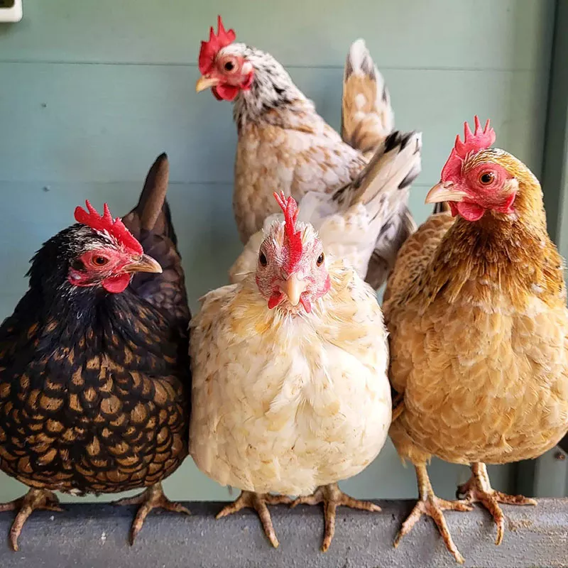 What is a Group of Hens Called? Collective Nouns