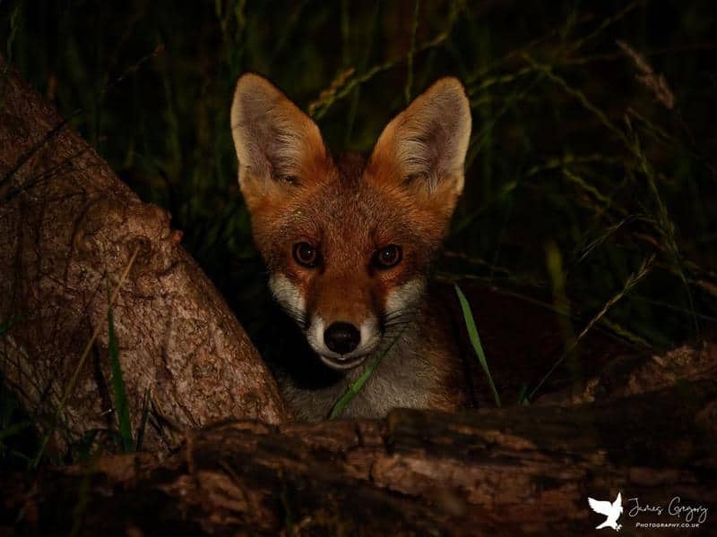 Do Foxes Attack Humans? All You Need To Know