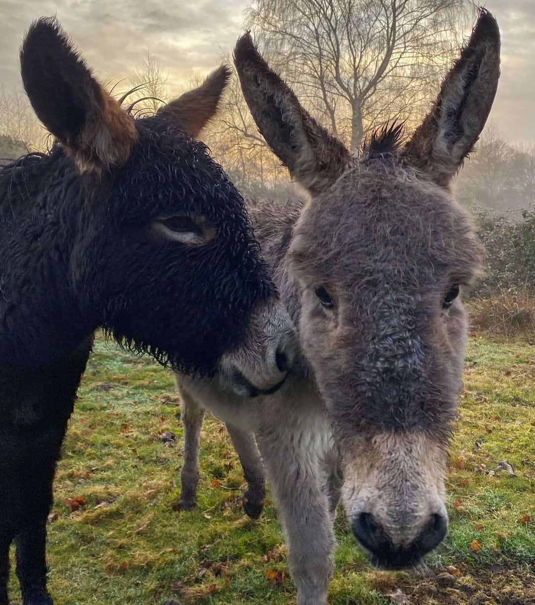 Burro Vs. Donkey: Know The Difference