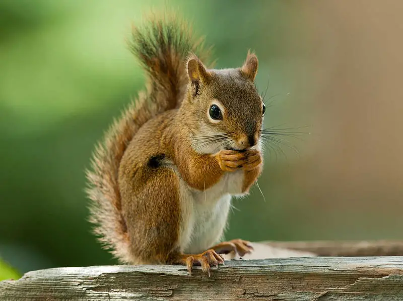 Feeding Peanuts To Squirrels? All you Need To Know