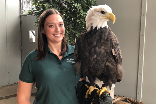 Bald Eagle Next To A Person: Comparing The Size