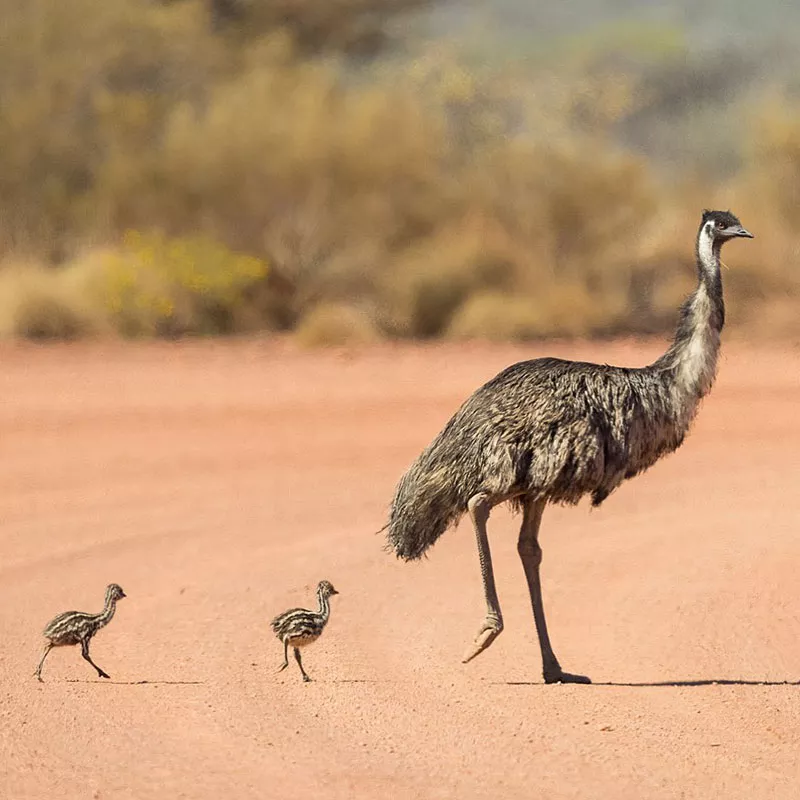 What Do Emus Eat?A Comprehensive Guide