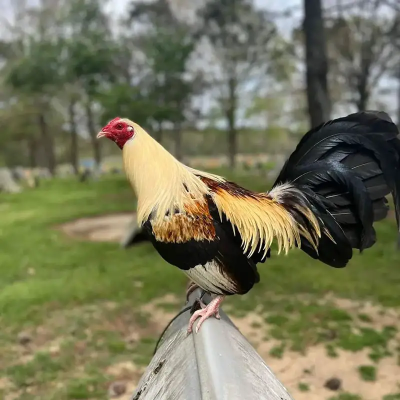 How Much Do Roosters Cost? A Detailed Guide on Price of Roosters