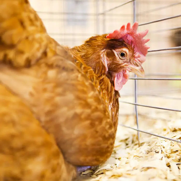 Do Chickens Need Heat In The Winter? A Detailed Guide