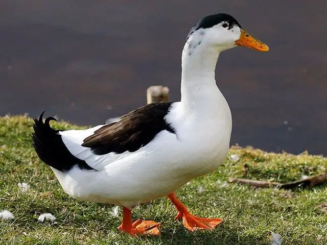 Why Is My Duck Limping?