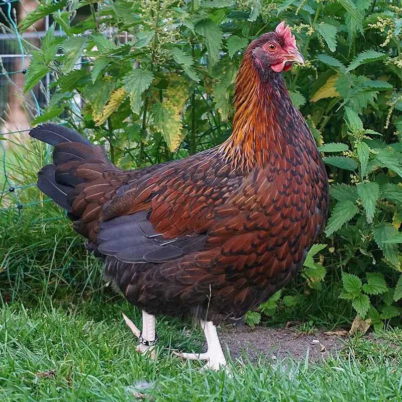 Best Chicken Breeds For Maximum Meat