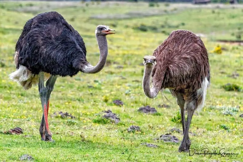 Can Ostriches Fly? You Would Be Surprised