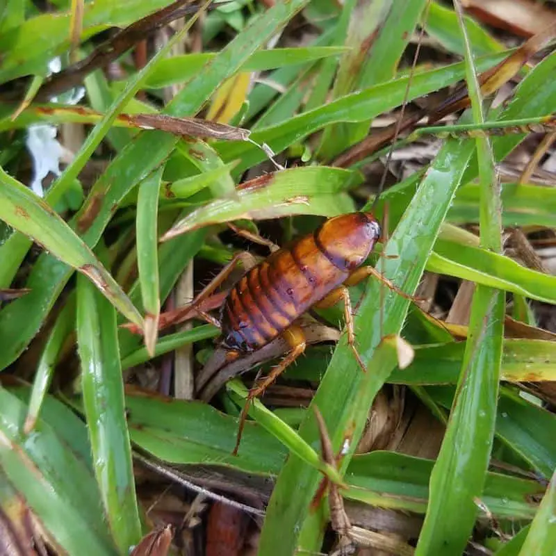 Can All Cockroaches Fly All You Need To Know   Pennsylvania Wood Cockroaches 