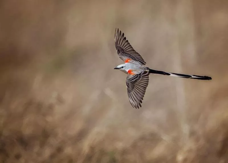 Top 10 Birds with Surprisingly Long Tail Feathers