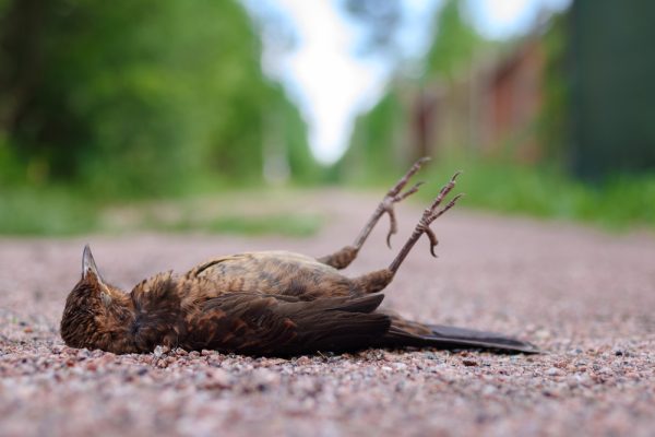 Found A Dead Bird Without A Head? Explanation
