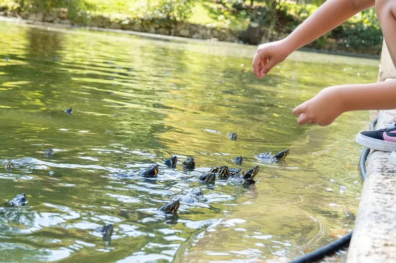 What To Feed Wild Turtles? A Detailed Guide