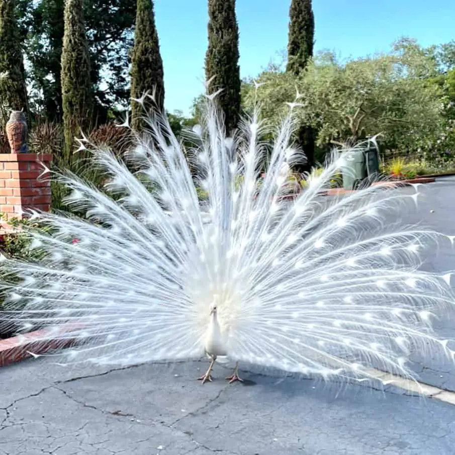 Interesting Facts About White Peacocks