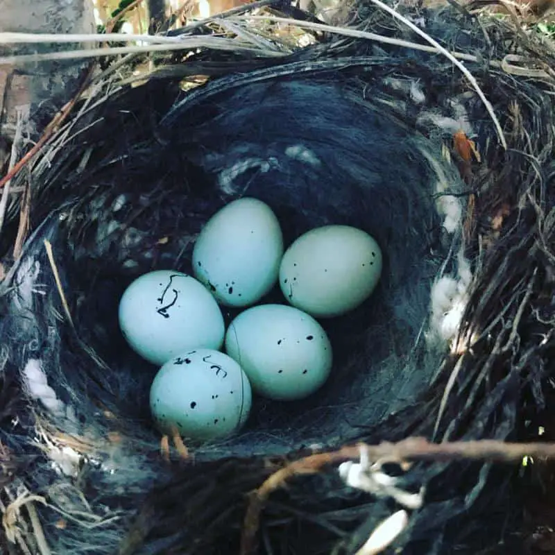 How Long Does It Take For Bird Eggs to Hatch?