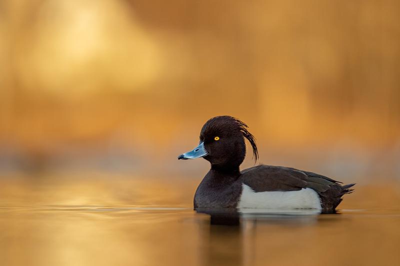 Duck Spiritual Meaning & Symbolism