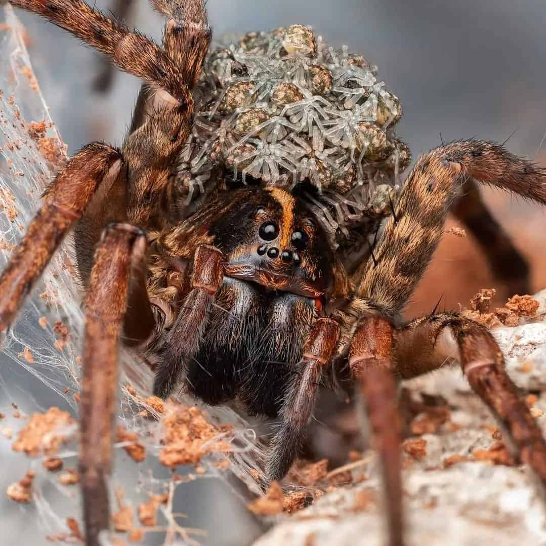Do Wolf Spiders Climb Into Beds? Detailed Guide on Wolf Spider’s Behavior