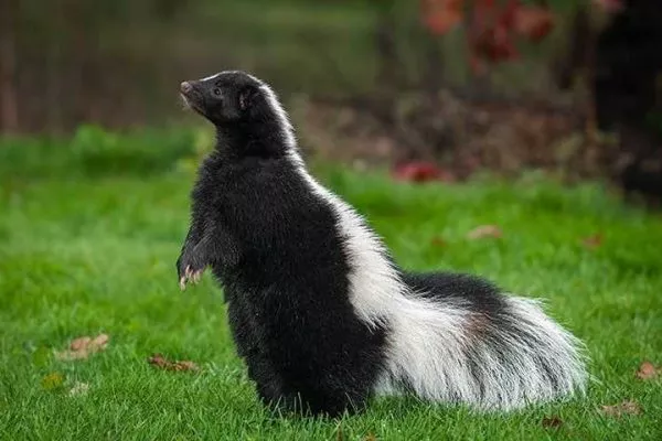 Which Animals Eat Skunks? Predators of Skunks