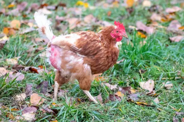 Feather Loss in Chickens: Causes and Prevention