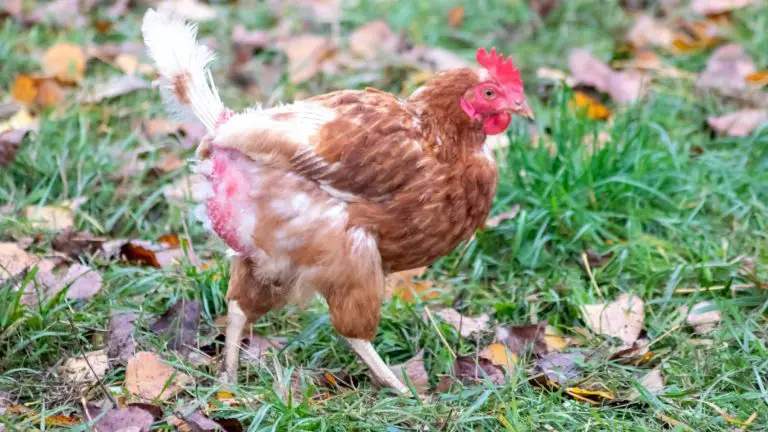 Feather Loss in Chickens