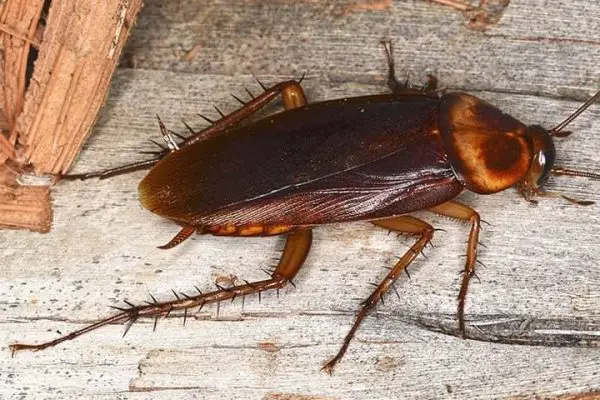 Can All Cockroaches Fly? All You Need to Know