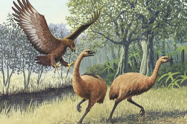 How Big Was The Haast’s Eagle Compared To Humans?